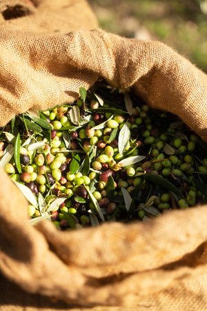 Pachet 3 canistre Ulei Elinikon Kalamata PDO – 4 L - 10% reducere